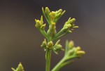 Thesium whyteanum