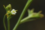 Thesium whyteanum
