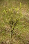 Thesium whyteanum