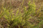 Thesium whyteanum