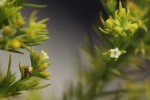 Thesium whyteanum