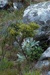 Thesium whyteanum