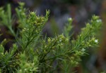 Thesium whyteanum