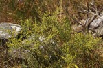 Thesium whyteanum
