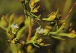 Thesium whyteanum