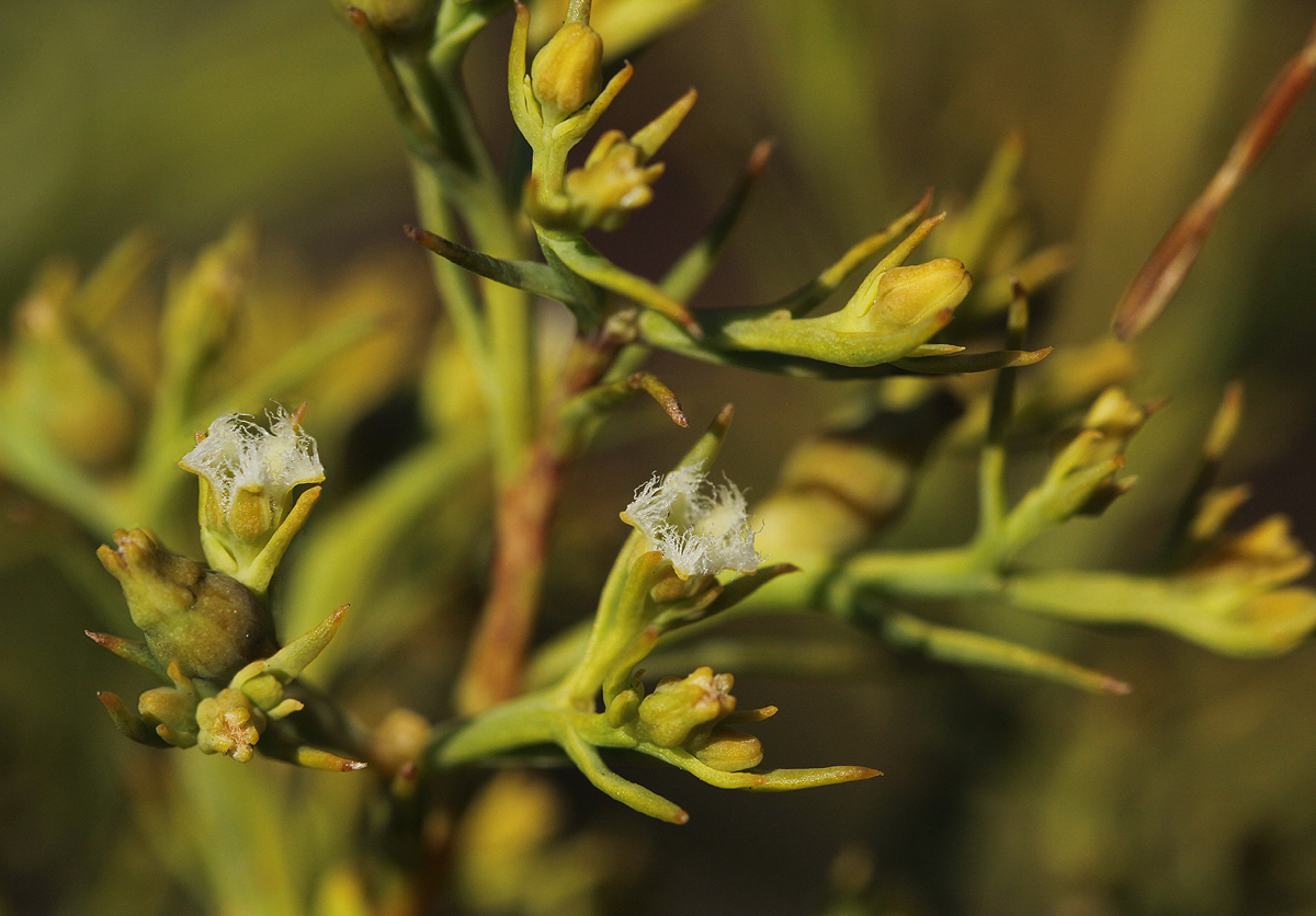 Thesium whyteanum
