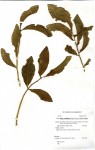 Opilia amentacea