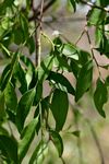 Olax dissitiflora