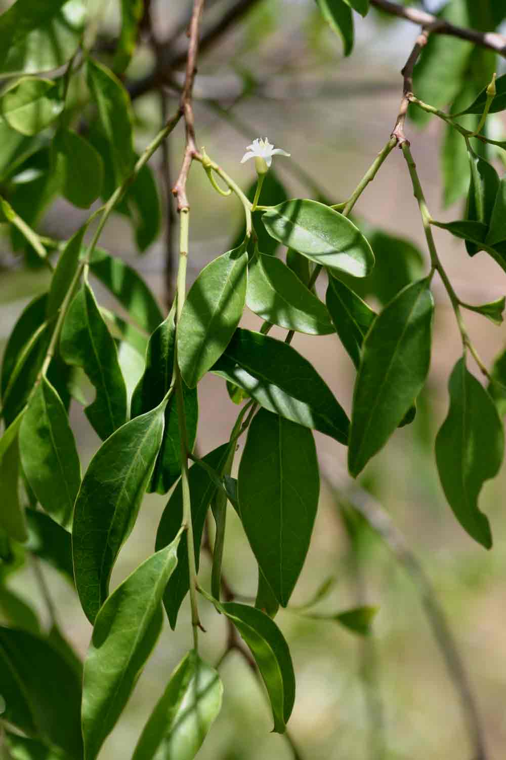 Olax dissitiflora