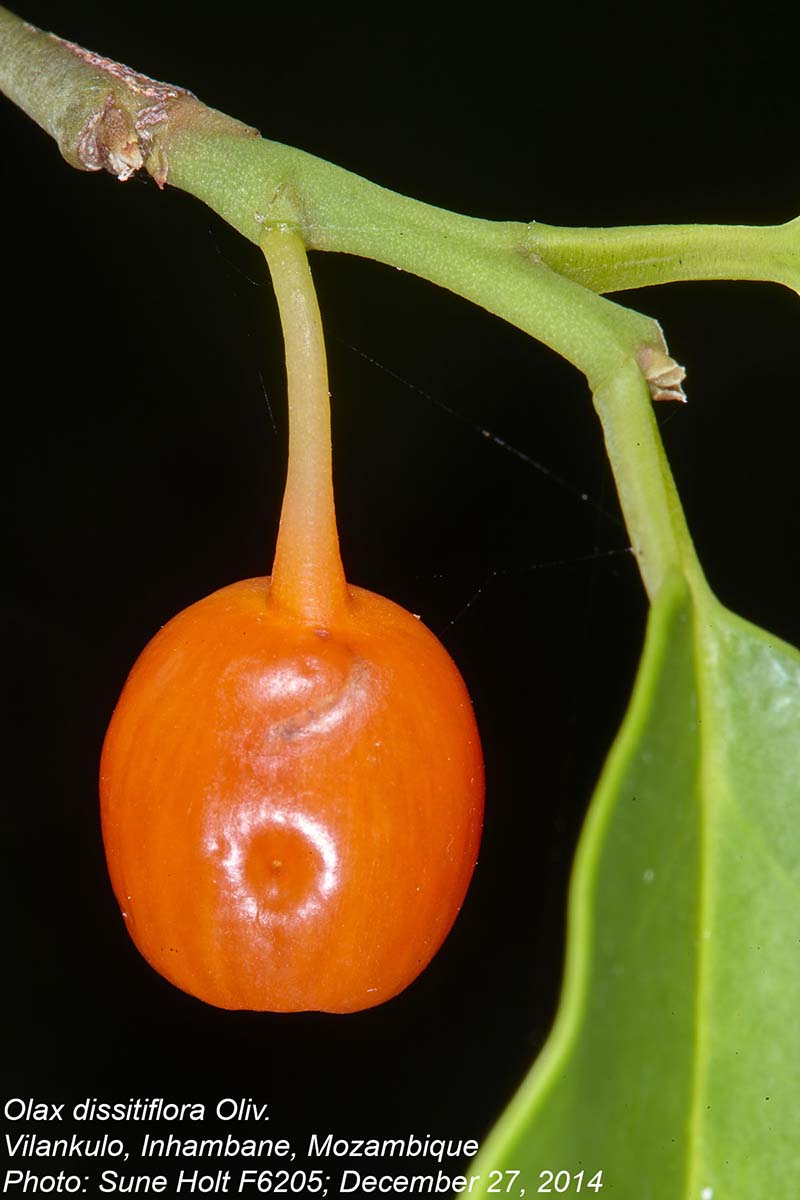 Olax dissitiflora