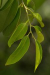 Olax dissitiflora