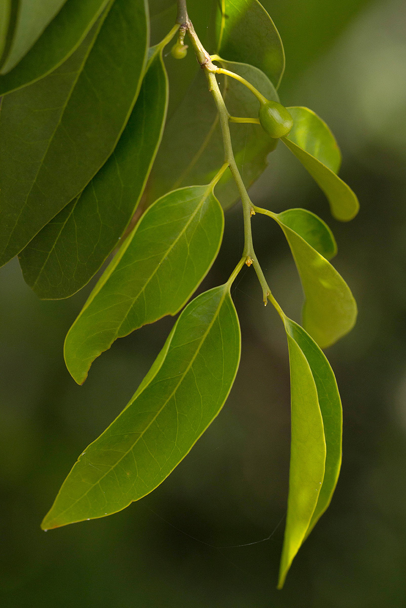Olax dissitiflora