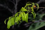 Olax dissitiflora