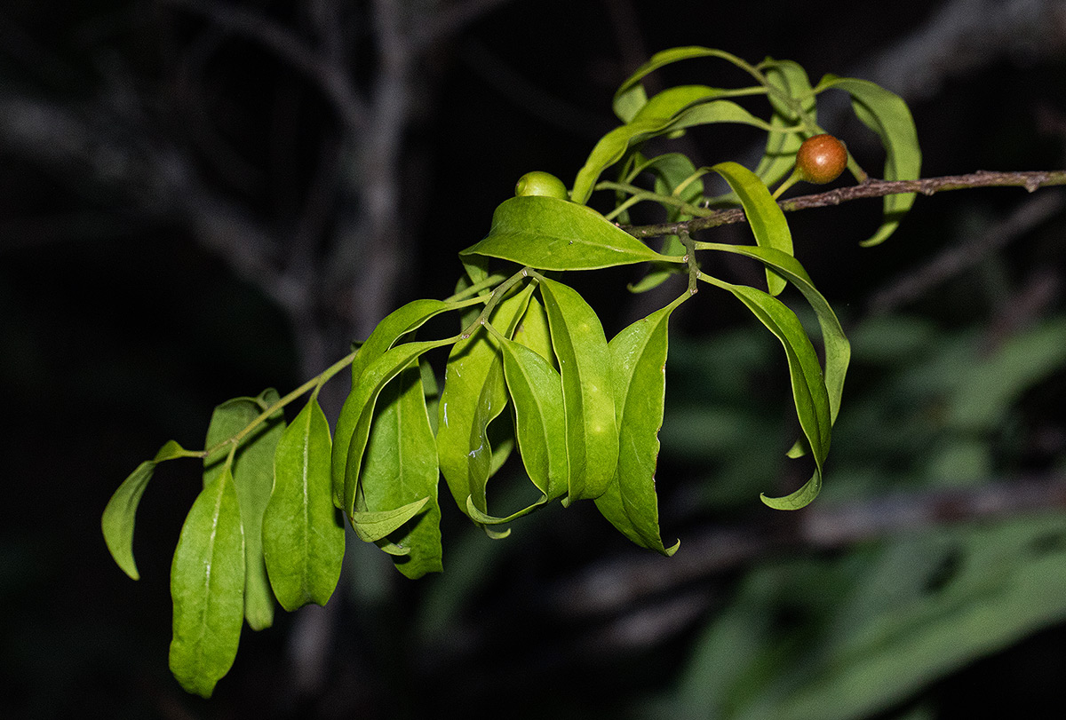 Olax dissitiflora