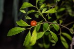 Olax dissitiflora