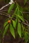 Olax dissitiflora