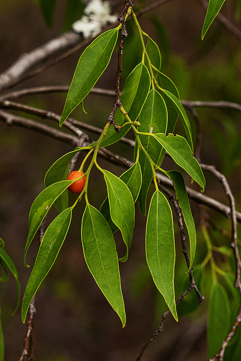 Olax dissitiflora