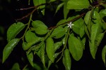Olax dissitiflora