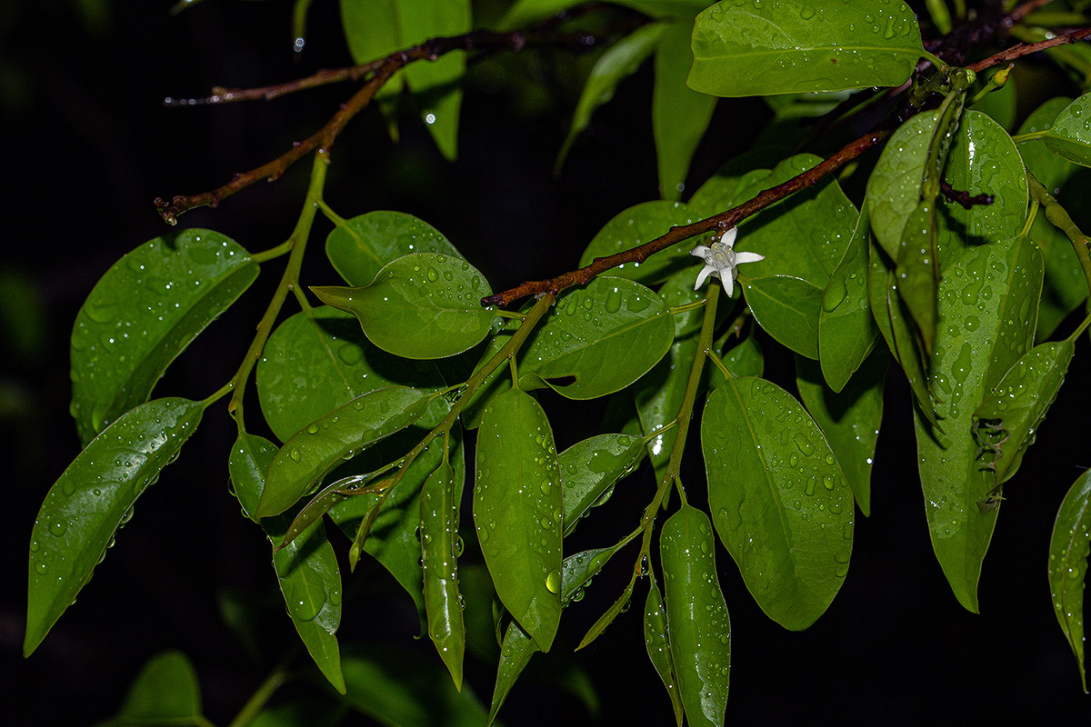 Olax dissitiflora