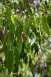 Olax dissitiflora