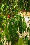 Olax dissitiflora