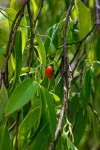 Olax dissitiflora