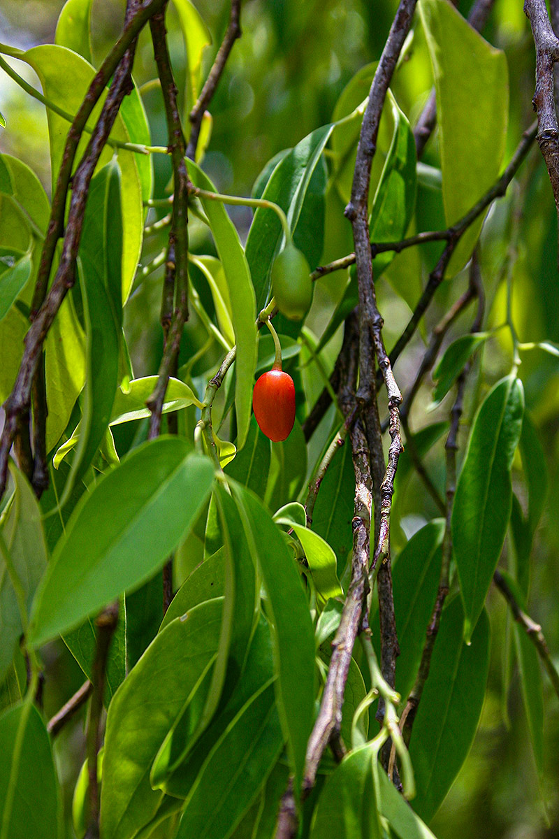 Olax dissitiflora