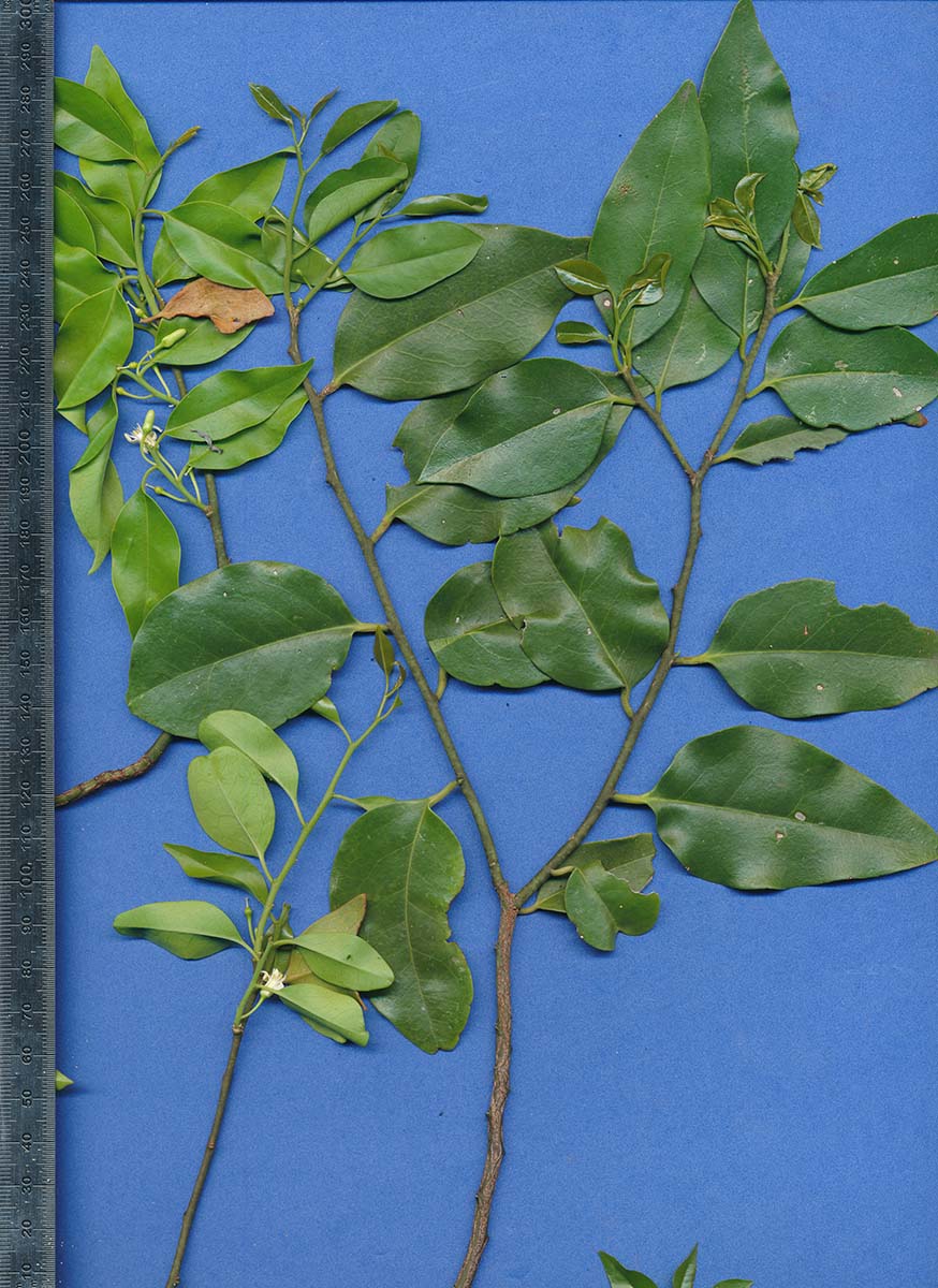 Olax dissitiflora