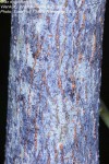 Olax dissitiflora