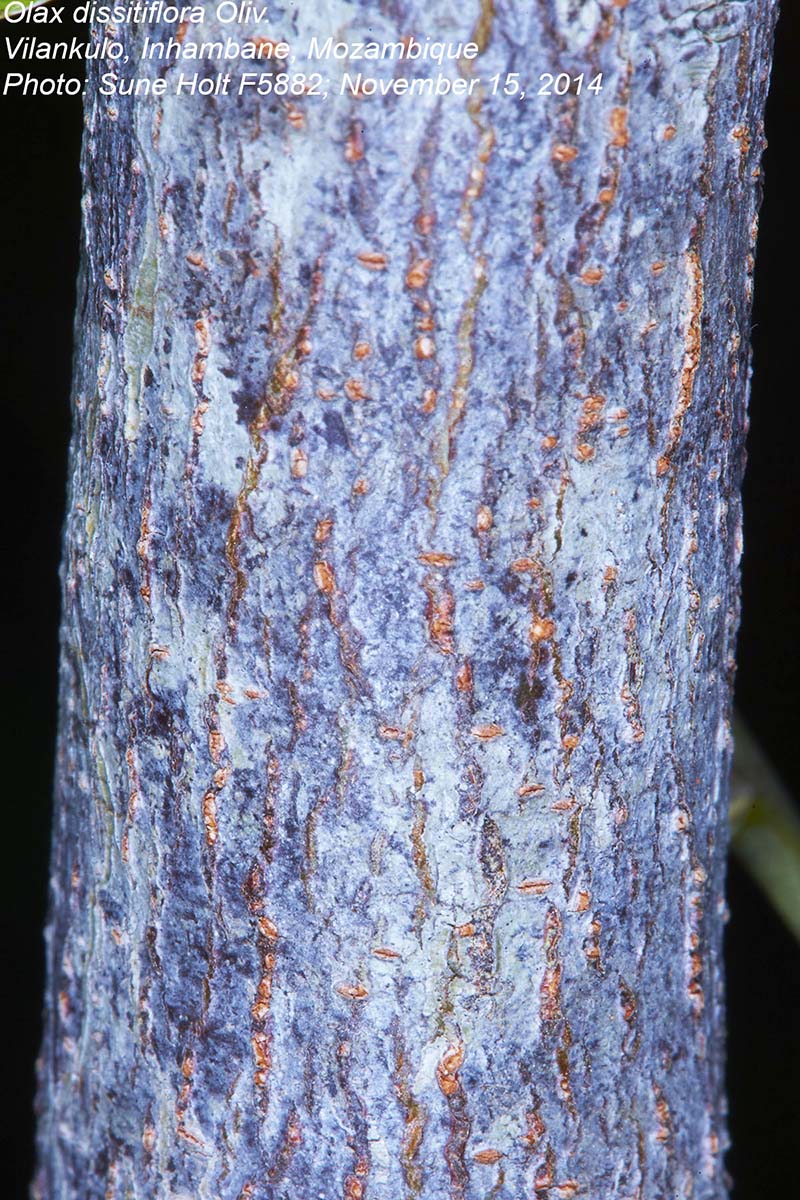 Olax dissitiflora