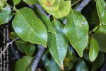 Olax dissitiflora