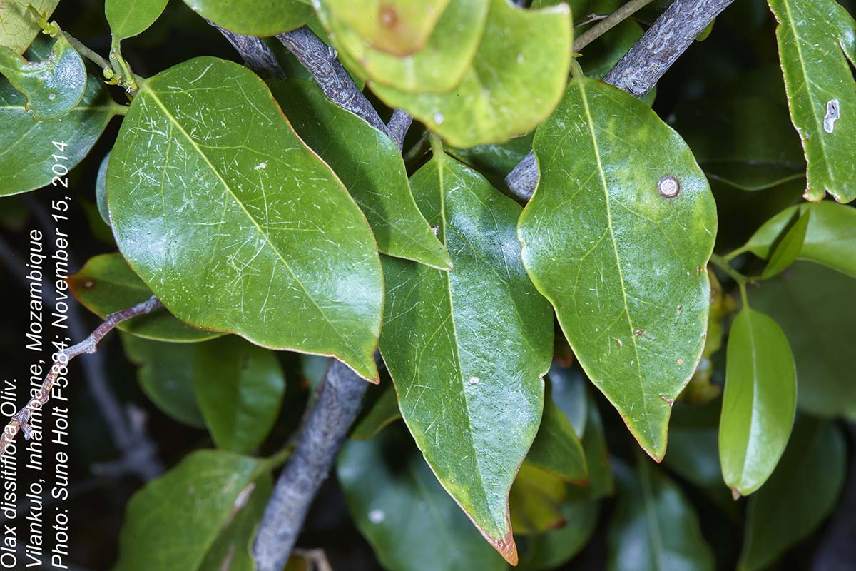 Olax dissitiflora