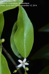 Olax dissitiflora