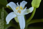 Olax dissitiflora