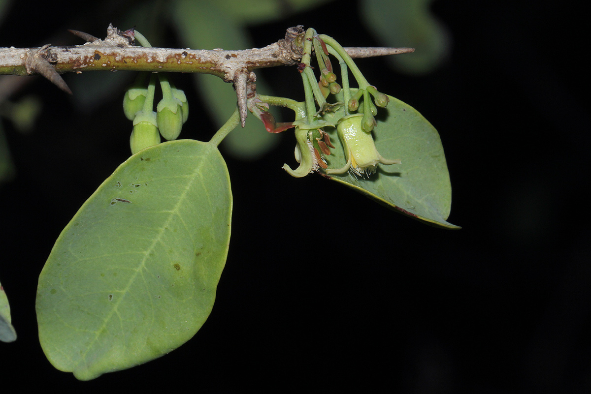 Ximenia americana var. microphylla