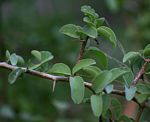 Ximenia americana var. microphylla