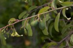 Ximenia americana var. microphylla