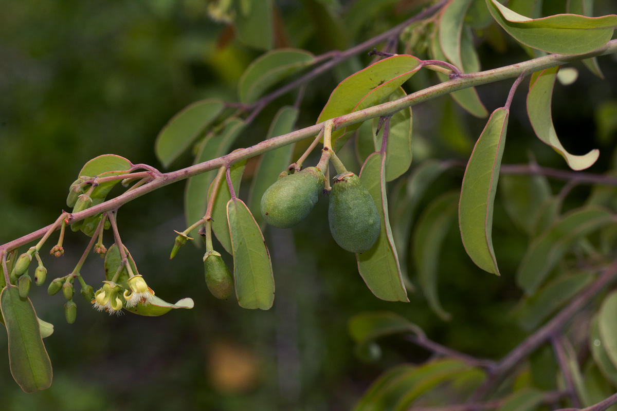Ximenia americana var. microphylla