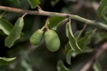 Ximenia americana var. microphylla