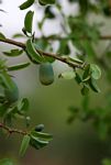 Ximenia americana var. microphylla