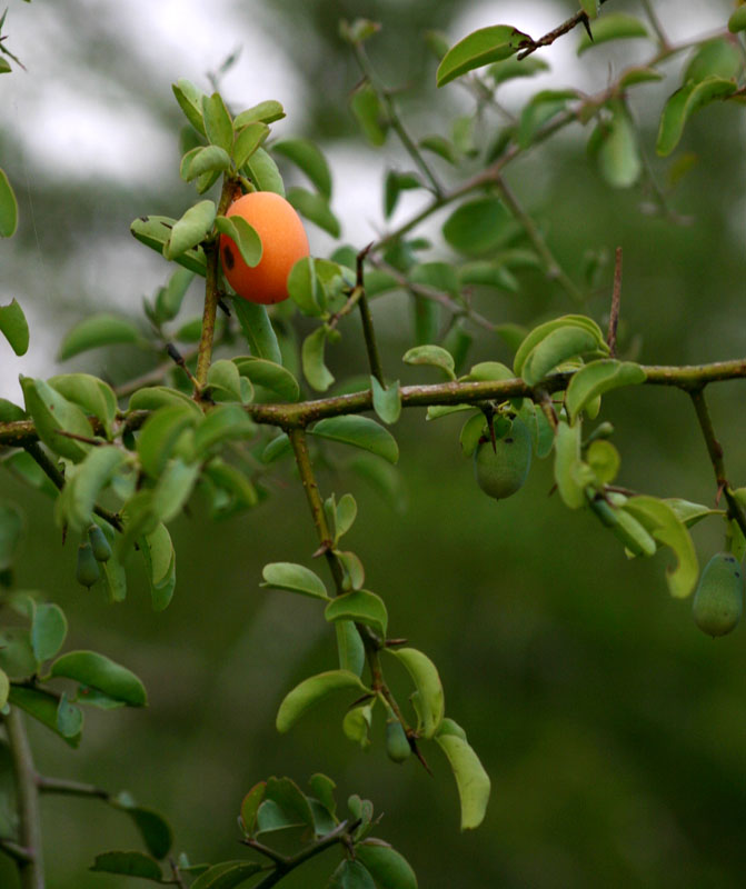 Ximenia americana var. microphylla