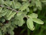 Ximenia americana var. microphylla