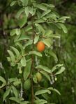 Ximenia americana var. microphylla
