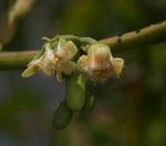 Ximenia americana var. microphylla