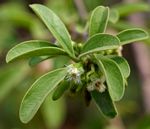 Ximenia caffra var. caffra