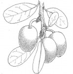 Ximenia caffra var. caffra