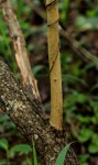 Ximenia caffra var. caffra