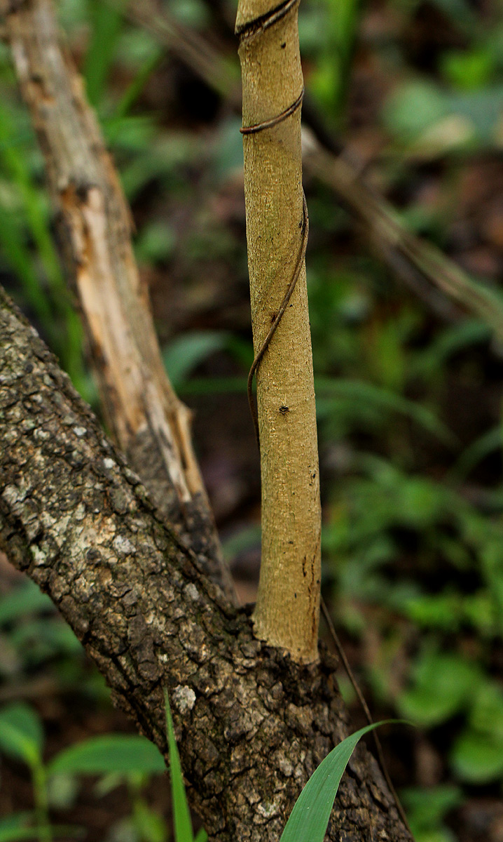 Ximenia caffra var. caffra