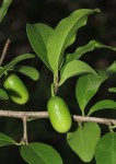 Ximenia caffra var. caffra