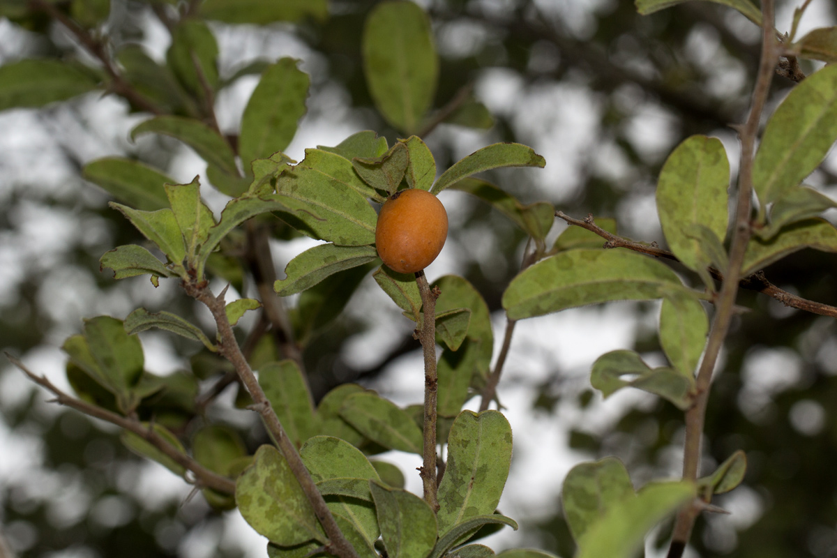 Ximenia caffra var. caffra